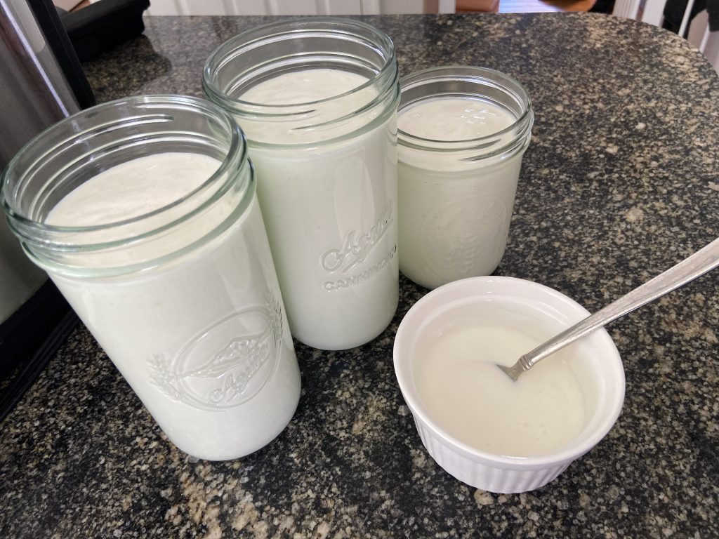 Three jars of homemade yogurt sitting on a counter with one bowl of yogurt with a spoon in it.